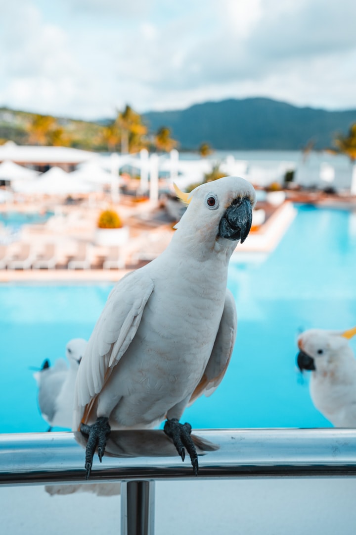 Parrots on Hayman Island